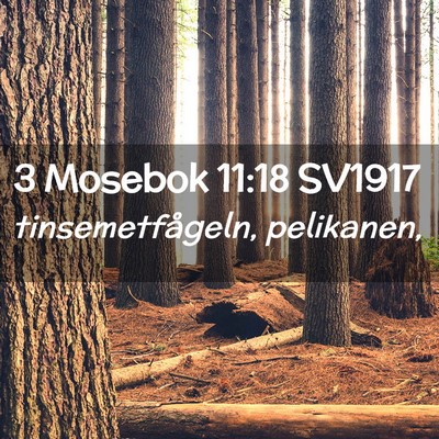 Picture 02 - 3 Mosebok 11:18 SV1917 - tinsemetfågeln, - Bible Verse Picture
