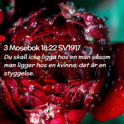 Picture 02 - 3 Mosebok 18:22 SV1917 - Du skall icke ligga hos en man såsom man ligger - Bible Verse Picture