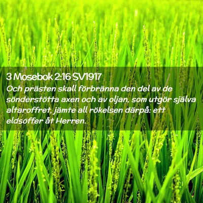 Picture 02 - 3 Mosebok 2:16 SV1917 - Och prästen skall förbränna den del av de - Bible Verse Picture
