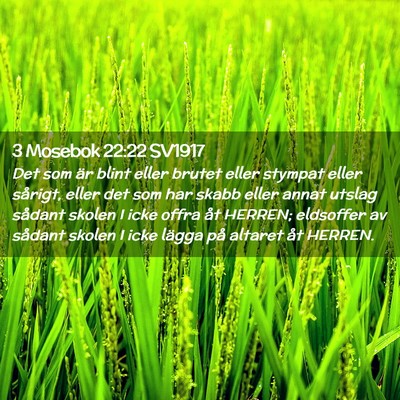 Picture 02 - 3 Mosebok 22:22 SV1917 - Det som är blint eller brutet eller stympat - Bible Verse Picture