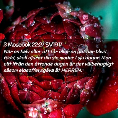 Picture 02 - 3 Mosebok 22:27 SV1917 - När en kalv eller ett får eller en get har - Bible Verse Picture