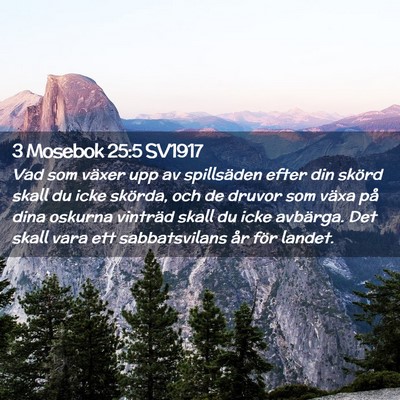 Picture 02 - 3 Mosebok 25:5 SV1917 - Vad som växer upp av spillsäden efter din - Bible Verse Picture