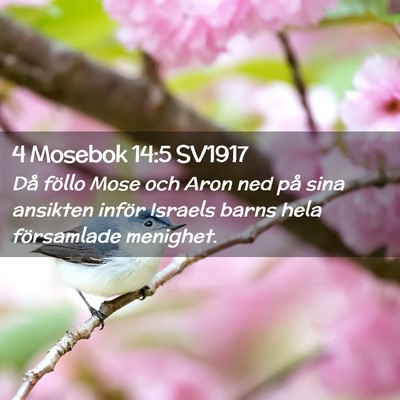 Picture 02 - 4 Mosebok 14:5 SV1917 - Då föllo Mose och Aron ned på sina ansikten - Bible Verse Picture