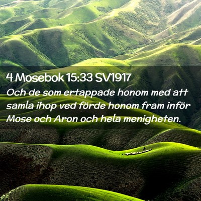 Picture 02 - 4 Mosebok 15:33 SV1917 - Och de som ertappade honom med att samla ihop ved - Bible Verse Picture