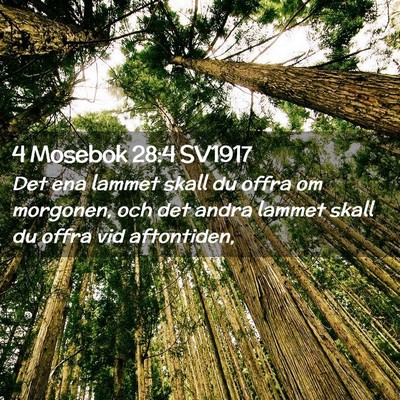 Picture 02 - 4 Mosebok 28:4 SV1917 - Det ena lammet skall du offra om morgonen, och - Bible Verse Picture