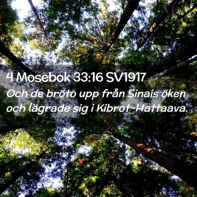 Picture 02 - 4 Mosebok 33:16 SV1917 - Och de bröto upp från Sinais öken och lägrade - Bible Verse Picture