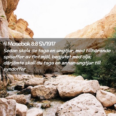 Picture 02 - 4 Mosebok 8:8 SV1917 - Sedan skola de taga en ungtjur, med tillhörande - Bible Verse Picture