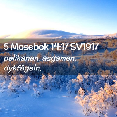 Picture 02 - 5 Mosebok 14:17 SV1917 - pelikanen, asgamen, - Bible Verse Picture