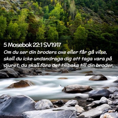 Picture 02 - 5 Mosebok 22:1 SV1917 - Om du ser din broders oxe eller får gå vilse, - Bible Verse Picture