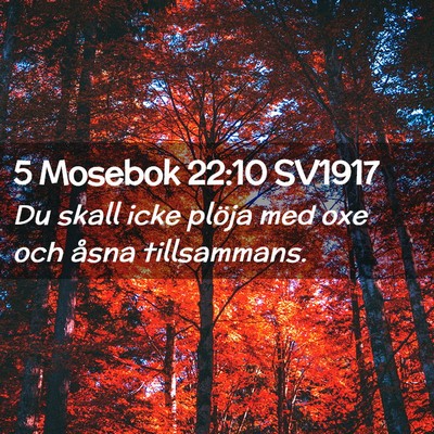 Picture 02 - 5 Mosebok 22:10 SV1917 - Du skall icke plöja med oxe och åsna - Bible Verse Picture