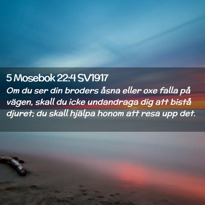 Picture 02 - 5 Mosebok 22:4 SV1917 - Om du ser din broders åsna eller oxe falla på - Bible Verse Picture