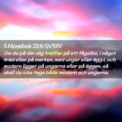 Picture 02 - 5 Mosebok 22:6 SV1917 - Om du på din väg träffar på ett fågelbo, i - Bible Verse Picture