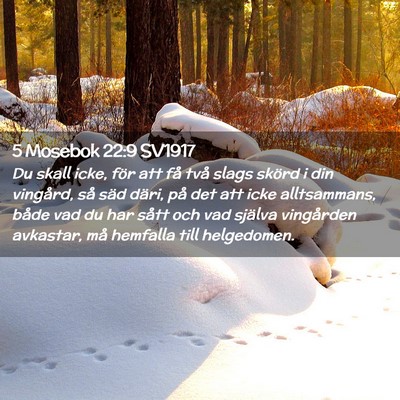 Picture 02 - 5 Mosebok 22:9 SV1917 - Du skall icke, för att få två slags skörd i - Bible Verse Picture