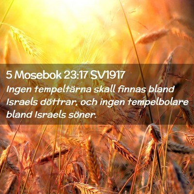 Picture 02 - 5 Mosebok 23:17 SV1917 - Ingen tempeltärna skall finnas bland Israels - Bible Verse Picture
