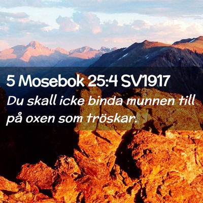 Picture 02 - 5 Mosebok 25:4 SV1917 - Du skall icke binda munnen till på oxen som - Bible Verse Picture