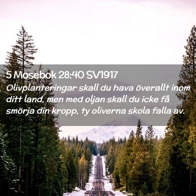 Picture 02 - 5 Mosebok 28:40 SV1917 - Olivplanteringar skall du hava överallt inom - Bible Verse Picture