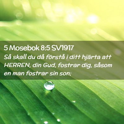 Picture 02 - 5 Mosebok 8:5 SV1917 - Så skall du då förstå i ditt hjärta att - Bible Verse Picture