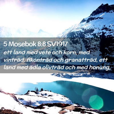 Picture 02 - 5 Mosebok 8:8 SV1917 - ett land med vete och korn, med vinträd, - Bible Verse Picture