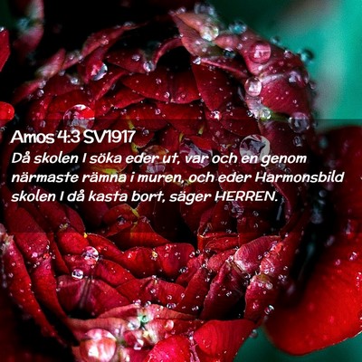 Picture 02 - Amos 4:3 SV1917 - Då skolen I söka eder ut, var och en genom - Bible Verse Picture