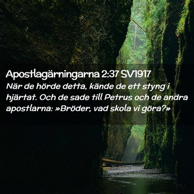 Picture 02 - Apostlagärningarna 2:37 SV1917 - När de hörde detta, kände de ett styng i - Bible Verse Picture