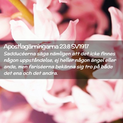 Picture 02 - Apostlagärningarna 23:8 SV1917 - Sadducéerna säga nämligen att det icke finnes - Bible Verse Picture