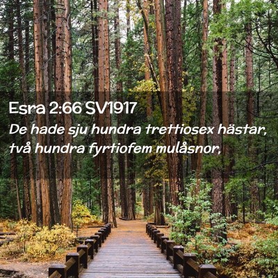 Picture 02 - Esra 2:66 SV1917 - De hade sju hundra trettiosex hästar, två - Bible Verse Picture