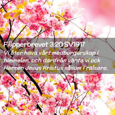 Picture 02 - Filipperbrevet 3:20 SV1917 - Vi åter hava vårt medborgarskap i himmelen, och - Bible Verse Picture
