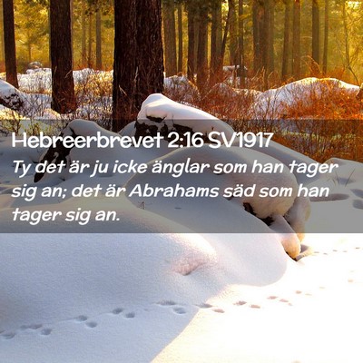 Picture 02 - Hebreerbrevet 2:16 SV1917 - Ty det är ju icke änglar som han tager sig an; - Bible Verse Picture