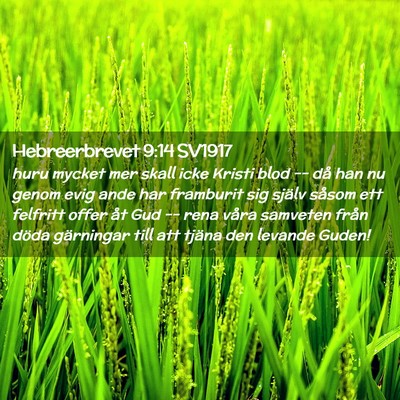 Picture 02 - Hebreerbrevet 9:14 SV1917 - huru mycket mer skall icke Kristi blod -- då han - Bible Verse Picture