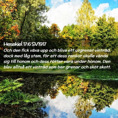 Picture 02 - Hesekiel 17:6 SV1917 - Och den fick växa upp och bliva ett utgrenat - Bible Verse Picture
