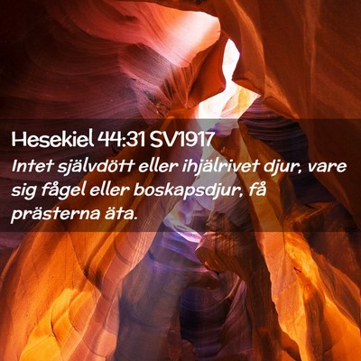 Picture 02 - Hesekiel 44:31 SV1917 - Intet självdött eller ihjälrivet djur, vare - Bible Verse Picture