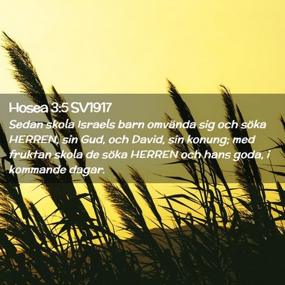 Picture 02 - Hosea 3:5 SV1917 - Sedan skola Israels barn omvända sig och söka - Bible Verse Picture