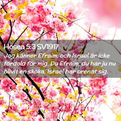 Picture 02 - Hosea 5:3 SV1917 - Jag känner Efraim, och Israel är icke fördold - Bible Verse Picture