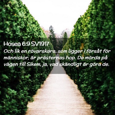 Picture 02 - Hosea 6:9 SV1917 - Och lik en rövarskara, som ligger i försåt - Bible Verse Picture