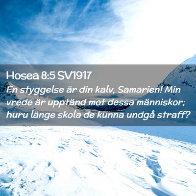Picture 02 - Hosea 8:5 SV1917 - En styggelse är din kalv, Samarien! Min vrede - Bible Verse Picture