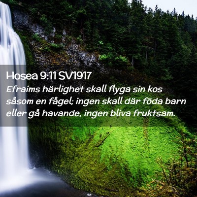 Picture 02 - Hosea 9:11 SV1917 - Efraims härlighet skall flyga sin kos såsom en - Bible Verse Picture