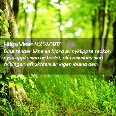 Picture 02 - Höga Visan 4:2 SV1917 - Dina tänder likna en hjord av nyklippta tackor, - Bible Verse Picture
