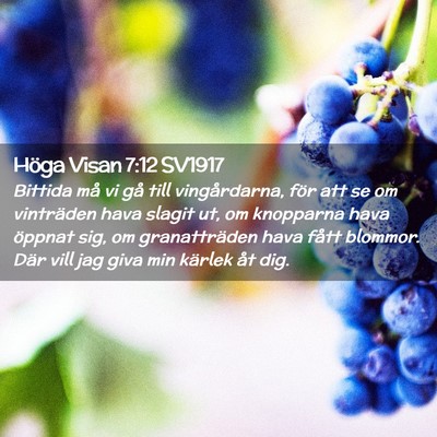 Picture 02 - Höga Visan 7:12 SV1917 - Bittida må vi gå till vingårdarna, för att se - Bible Verse Picture