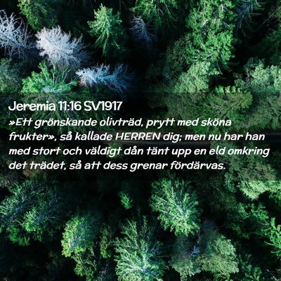 Picture 02 - Jeremia 11:16 SV1917 - »Ett grönskande olivträd, prytt med sköna - Bible Verse Picture