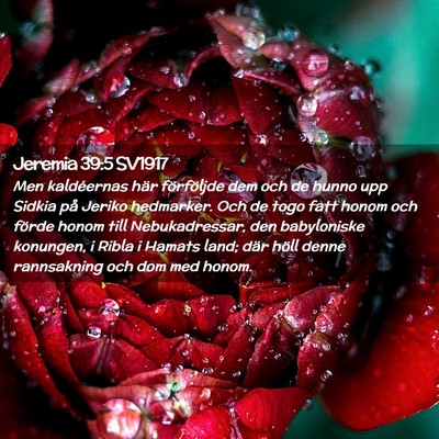 Picture 02 - Jeremia 39:5 SV1917 - Men kaldéernas här förföljde dem och de hunno - Bible Verse Picture