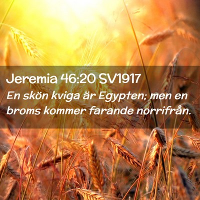 Picture 02 - Jeremia 46:20 SV1917 - En skön kviga är Egypten; men en broms kommer - Bible Verse Picture