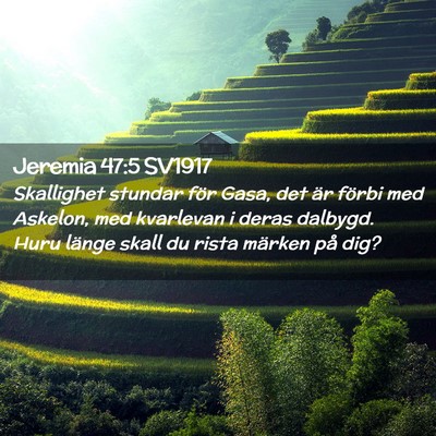 Picture 02 - Jeremia 47:5 SV1917 - Skallighet stundar för Gasa, det är förbi med - Bible Verse Picture