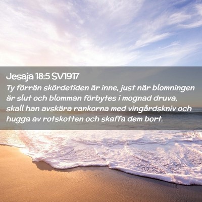 Picture 02 - Jesaja 18:5 SV1917 - Ty förrän skördetiden är inne, just när - Bible Verse Picture