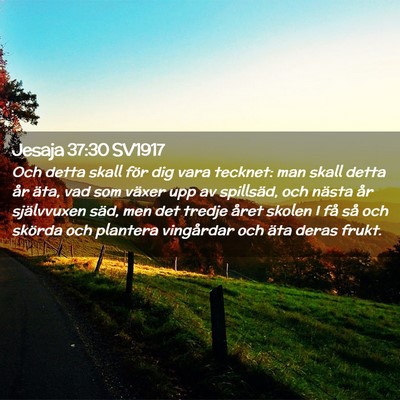 Picture 02 - Jesaja 37:30 SV1917 - Och detta skall för dig vara tecknet: man skall - Bible Verse Picture