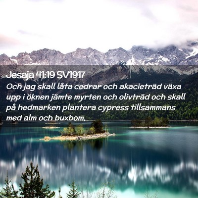 Picture 02 - Jesaja 41:19 SV1917 - Och jag skall låta cedrar och akacieträd växa - Bible Verse Picture