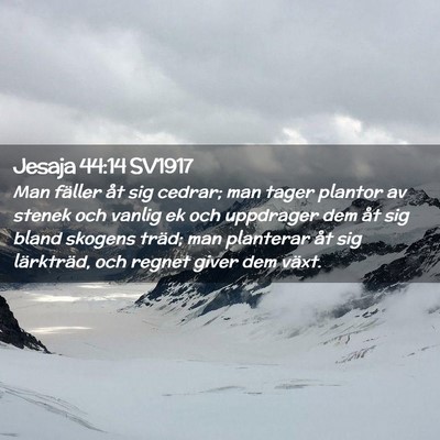Picture 02 - Jesaja 44:14 SV1917 - Man fäller åt sig cedrar; man tager plantor av - Bible Verse Picture