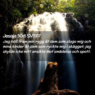 Picture 02 - Jesaja 50:6 SV1917 - Jag höll fram min rygg åt dem som slogo mig och - Bible Verse Picture