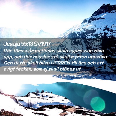 Picture 02 - Jesaja 55:13 SV1917 - Där törnsnår nu finnas skola cypresser växa - Bible Verse Picture