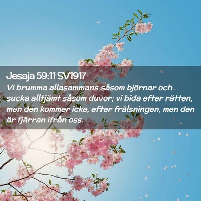 Picture 02 - Jesaja 59:11 SV1917 - Vi brumma allasammans såsom björnar och sucka - Bible Verse Picture
