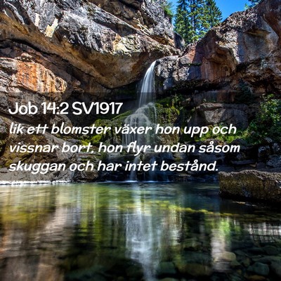 Picture 02 - Job 14:2 SV1917 - lik ett blomster växer hon upp och vissnar bort, - Bible Verse Picture